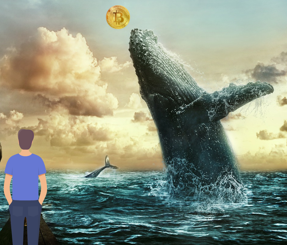Whale Actu Crypto
